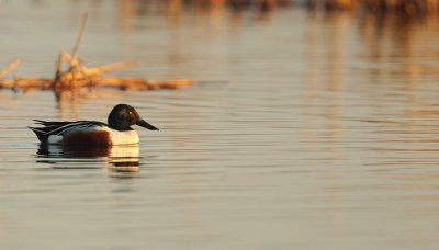 northern shoveler -- canard souchet