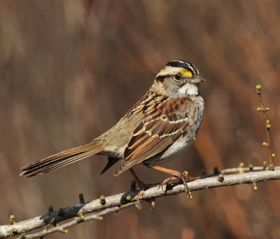 white-throated sparrow -- bruant a gorge blanche
