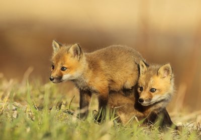 2 red fox pup's -- 2 renardeaux