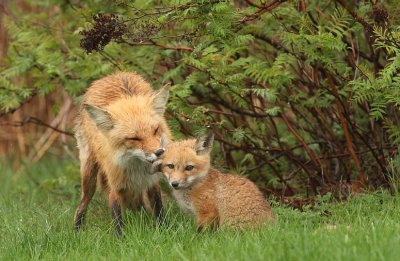 red fox @ pup -- renard roux et renardeaux