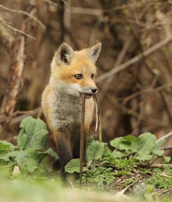 red fox pup -- renardeaux