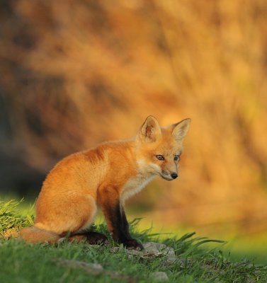 red fox pup -- renardeaux