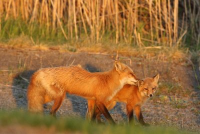 red fox @ pup -- renard roux et renardeaux