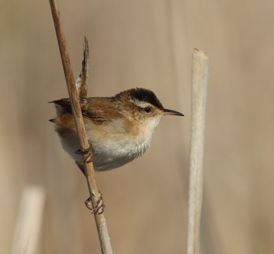 marsh wren -- troglodyte des marais