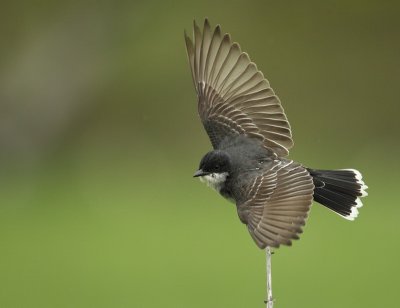 eastern kingbird -- tyran tritri