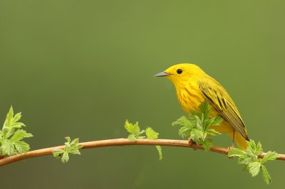 yellow warbler -- paruline jaune