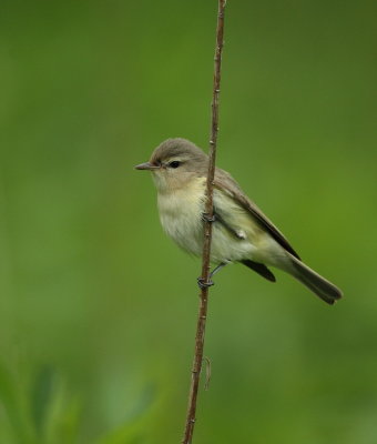 warbling viero  --  vireo melodieux