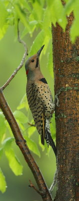 northern flicker -- pic flamboyant