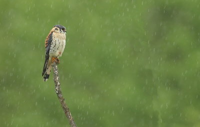 american kestrel -- crecerelle d'amerique