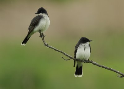 eastern kingbirds -- tyran tritri