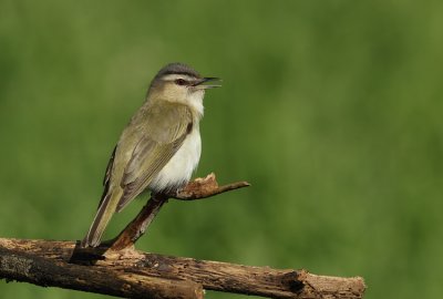 red-eyed vireo -- vireo aux yeux rouges