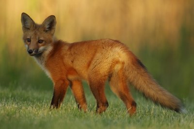 red fox pup -- renardeaux