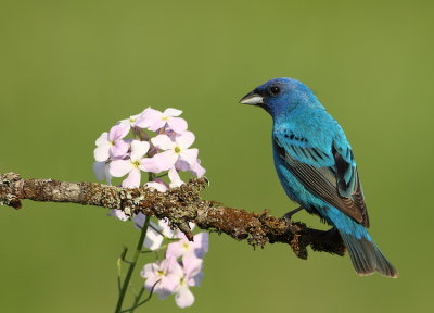 indigo bunting -- passerin indigo