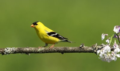 american goldfinch -- chardonneret jaune