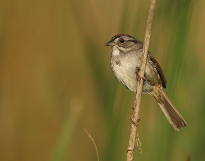 swamp sparrow -- bruant des marais