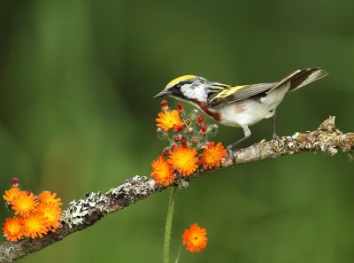 chestnut-sided warbler -- paruline a flancs marron