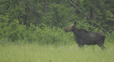 moose ( cow ) -- orignal ( f )