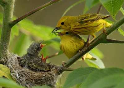 yellow warbler ( C ) -- paruline jaune ( J )