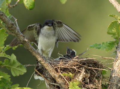 eastern kingbird  ( C )  -- tyran tritri (J )