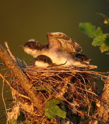 eastern kingbird  ( C )  -- tyran tritri (J )