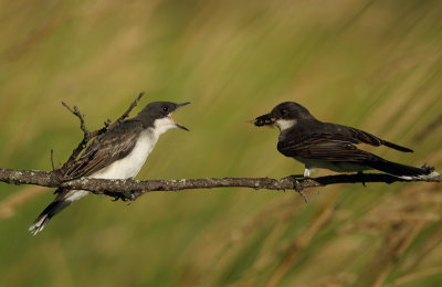 eastern kingbird  ( C )  -- tyran tritri (J )