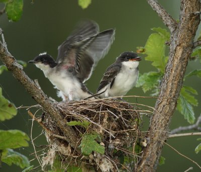 eastern kingbirds ( C )  -- tyran tritri (J )