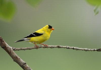 american goldfinch -- chardonneret jaune