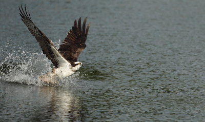 osprey -- balbuzard pecheur