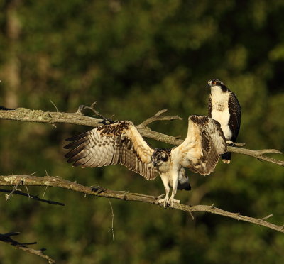 osprey (  juvenile ) -- balbuzard pecher ( juvenile )  