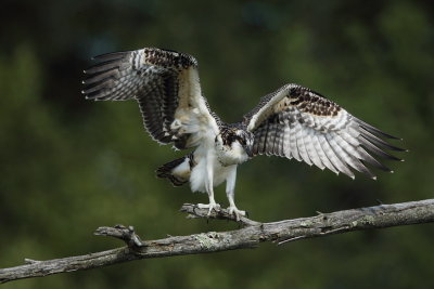 osprey (  juvenile ) -- balbuzard pecher ( juvenile )