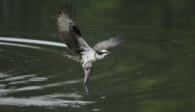 osprey -- balbuzard pecheur