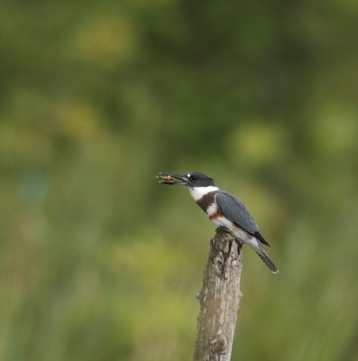 belted kingfisher -- martin-pecheur  d'amerique