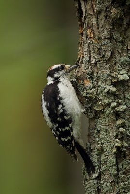 downy woodpecker -- pic mineur