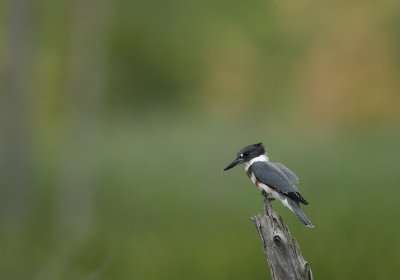 belted kingfisher -- martin-pecheur  d'amerique