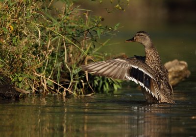 mallard ( female ) -- canard colvert ( femelle )