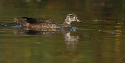 wood duck ( female ) -- canard branchu ( femelle )
