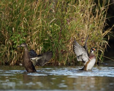 wood duck _ mallard -- canard branchu _ canard colvert