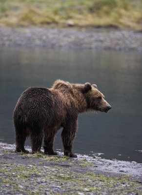 brown bear -- ours brun