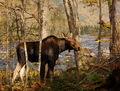 moose ( cow ) -- orignal ( f )