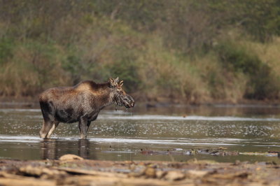 moose ( bull ) -- orignal ( m )