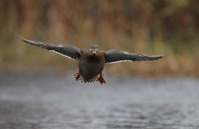 mallard ( female ) -- canard colvert ( femelle )