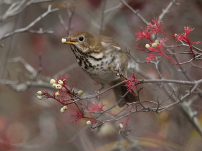hermit thrush -- grive solitaire