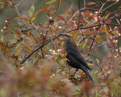 rusty blackbird -- quiscale rouilleux