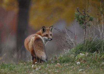 red fox --  renard roux