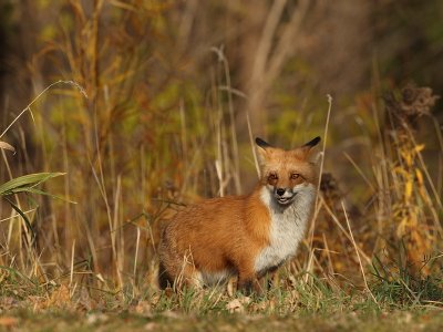 red fox --  renard roux