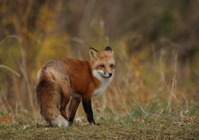 red fox --  renard roux