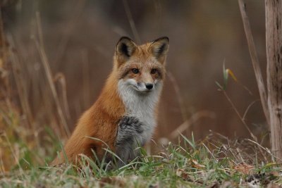 red fox --  renard roux