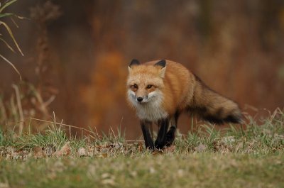 red fox --  renard roux