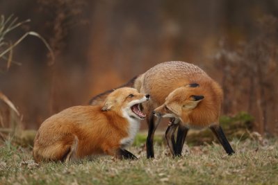 red fox --  renard roux