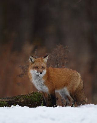 red fox --  renard roux